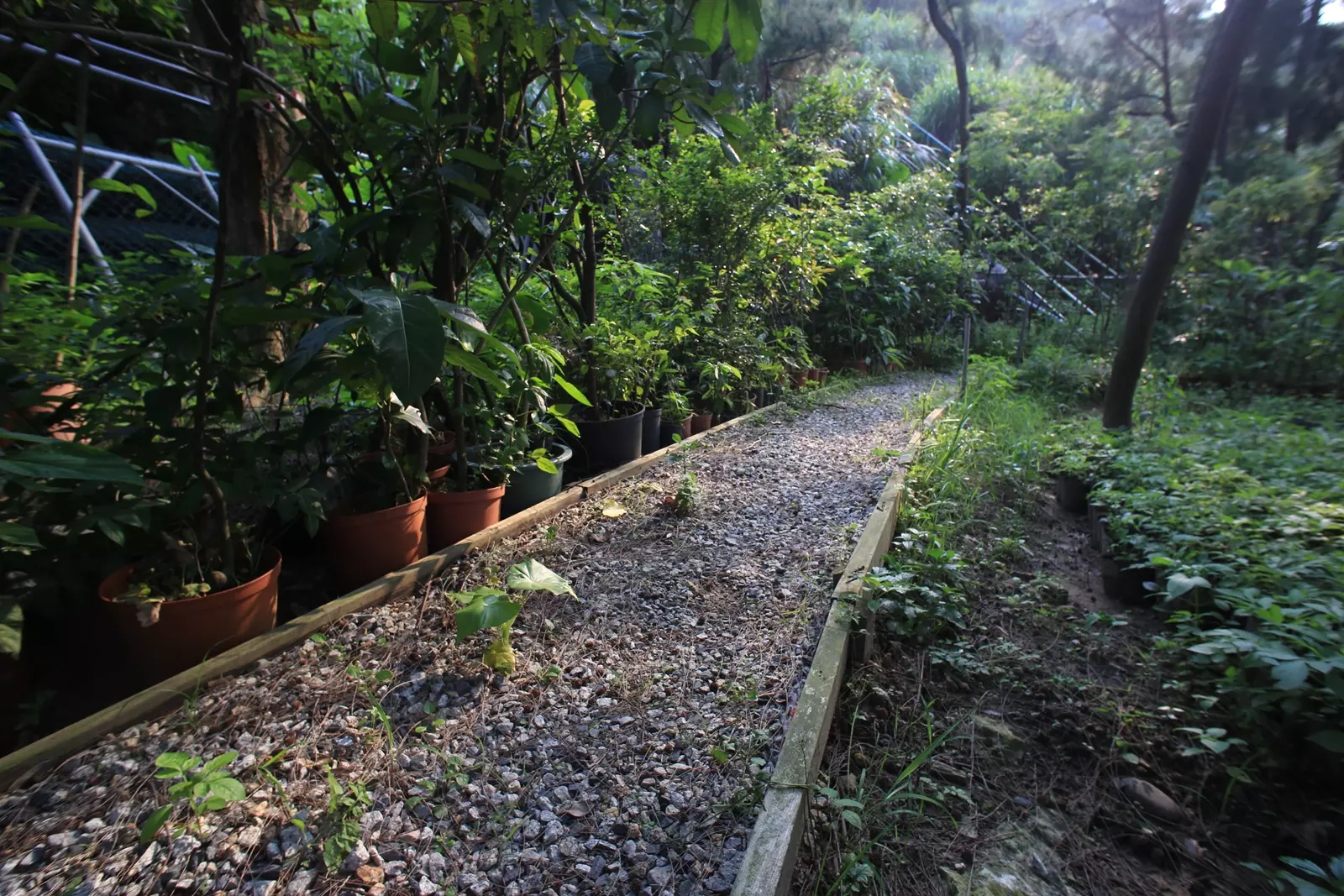原生植物園區_蘇以專攝_1600